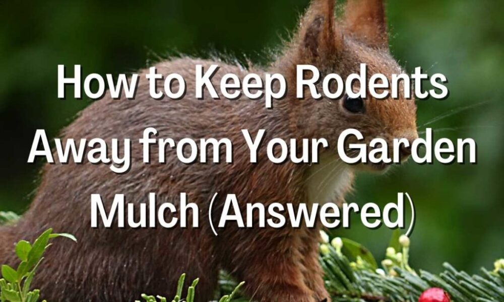 Keep Rodents Away from Your Garden Mulch