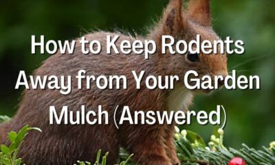 Keep Rodents Away from Your Garden Mulch
