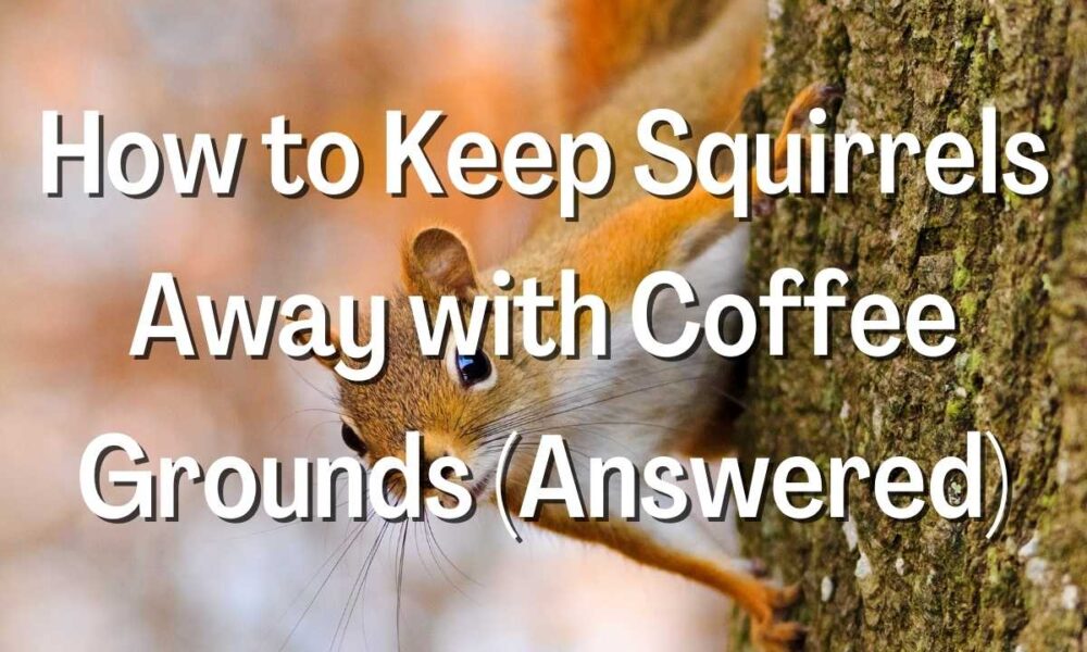 How to Keep Squirrels Away with Coffee Grounds