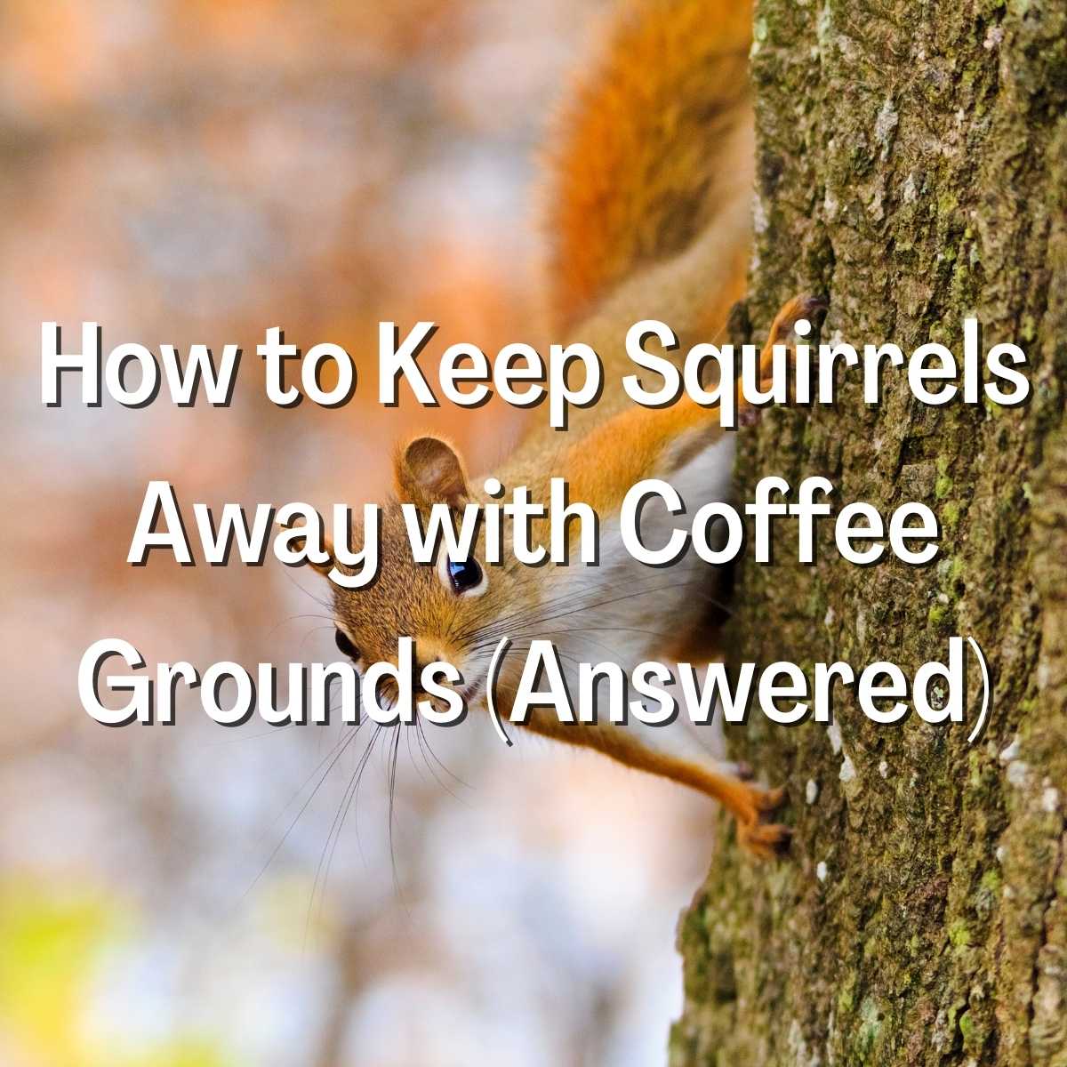 How to Keep Squirrels Away with Coffee Grounds