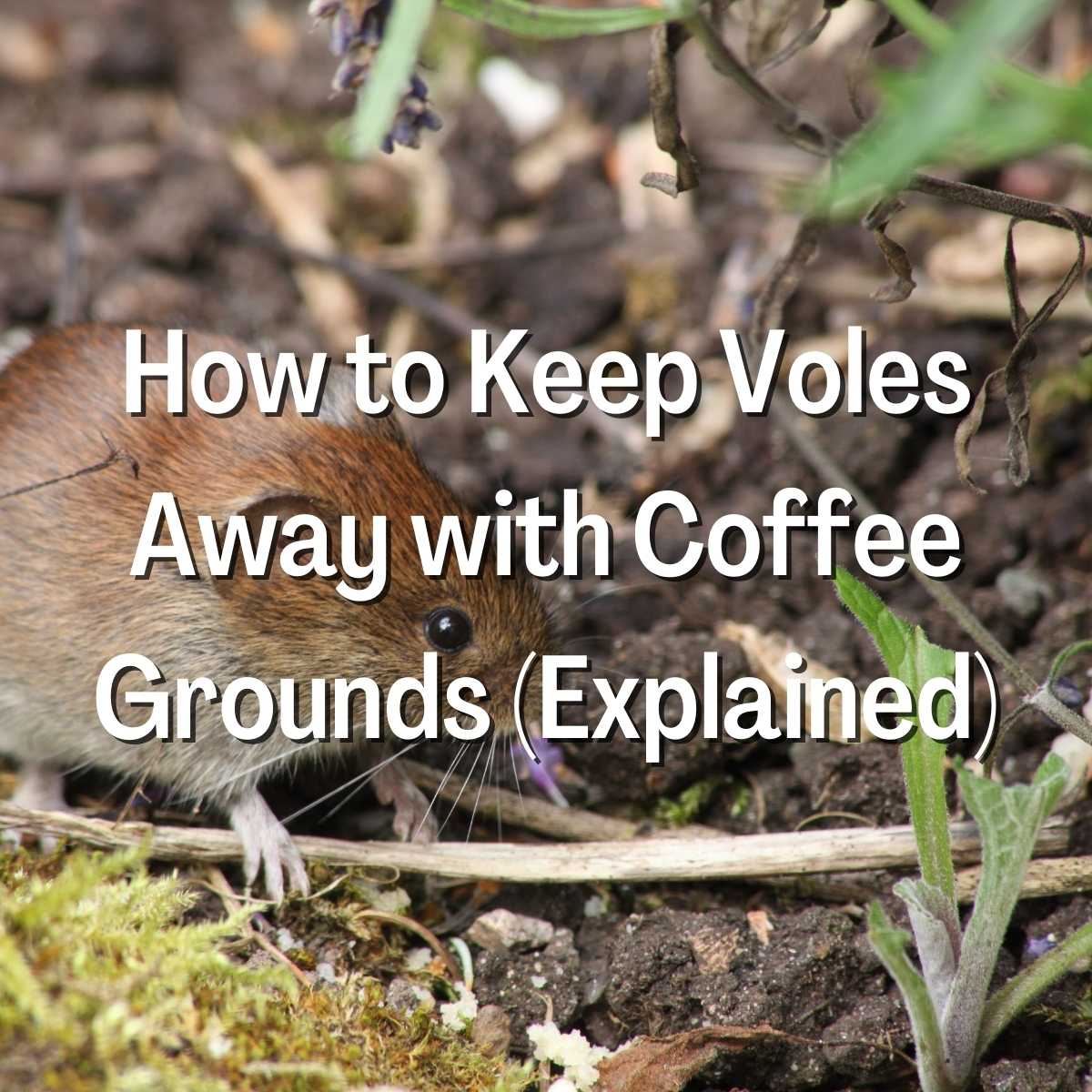 How to Keep Voles Away with Coffee Grounds