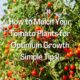 Mulch Your Tomato Plants for Optimum Growth