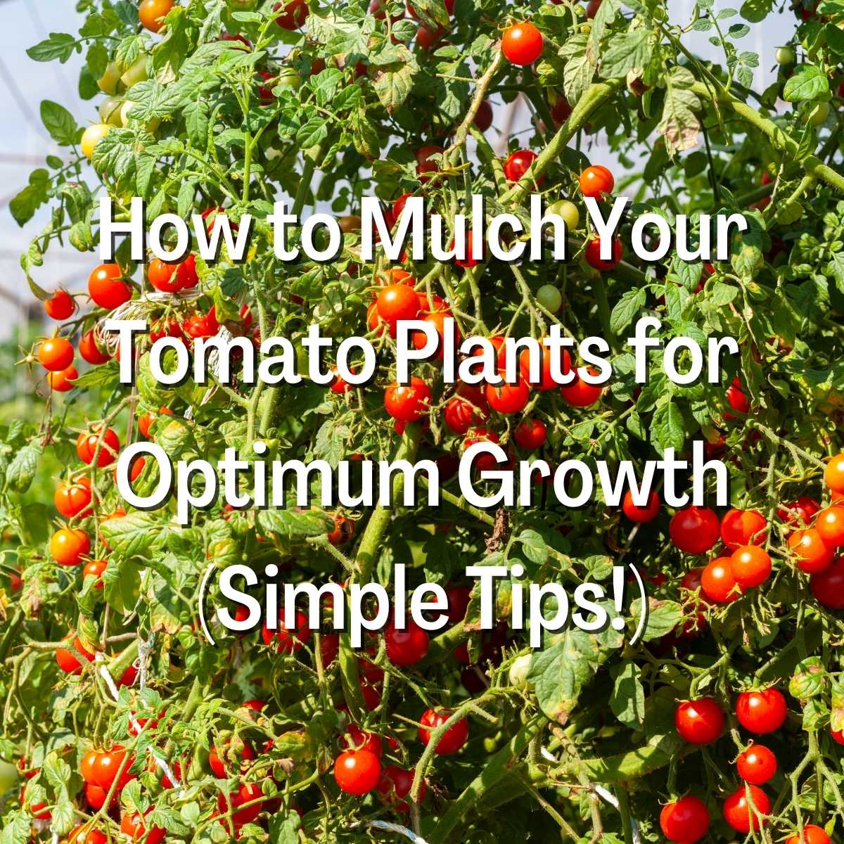 Mulch Your Tomato Plants for Optimum Growth
