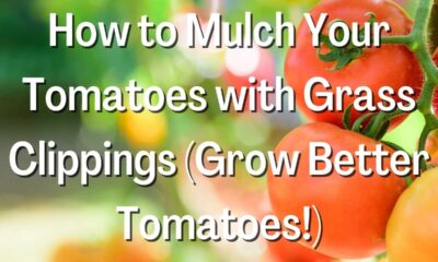 Mulch Your Tomatoes with Grass Clippings