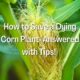 How to Save a Dying Corn Plant