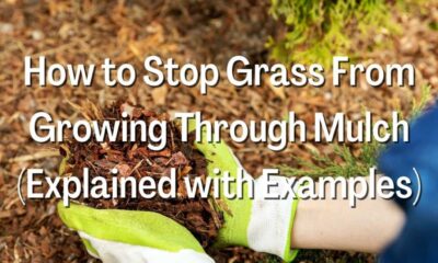 Stop Grass From Growing Through Mulch