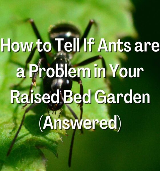 How to Tell If Ants are a Problem in Your Raised Bed Garden