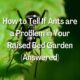 How to Tell If Ants are a Problem in Your Raised Bed Garden