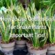 How to Use Cactus Soil for Snake Plants