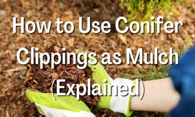 How to Use Conifer Clippings as Mulch