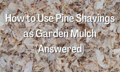 How to Use Pine Shavings as Garden Mulch