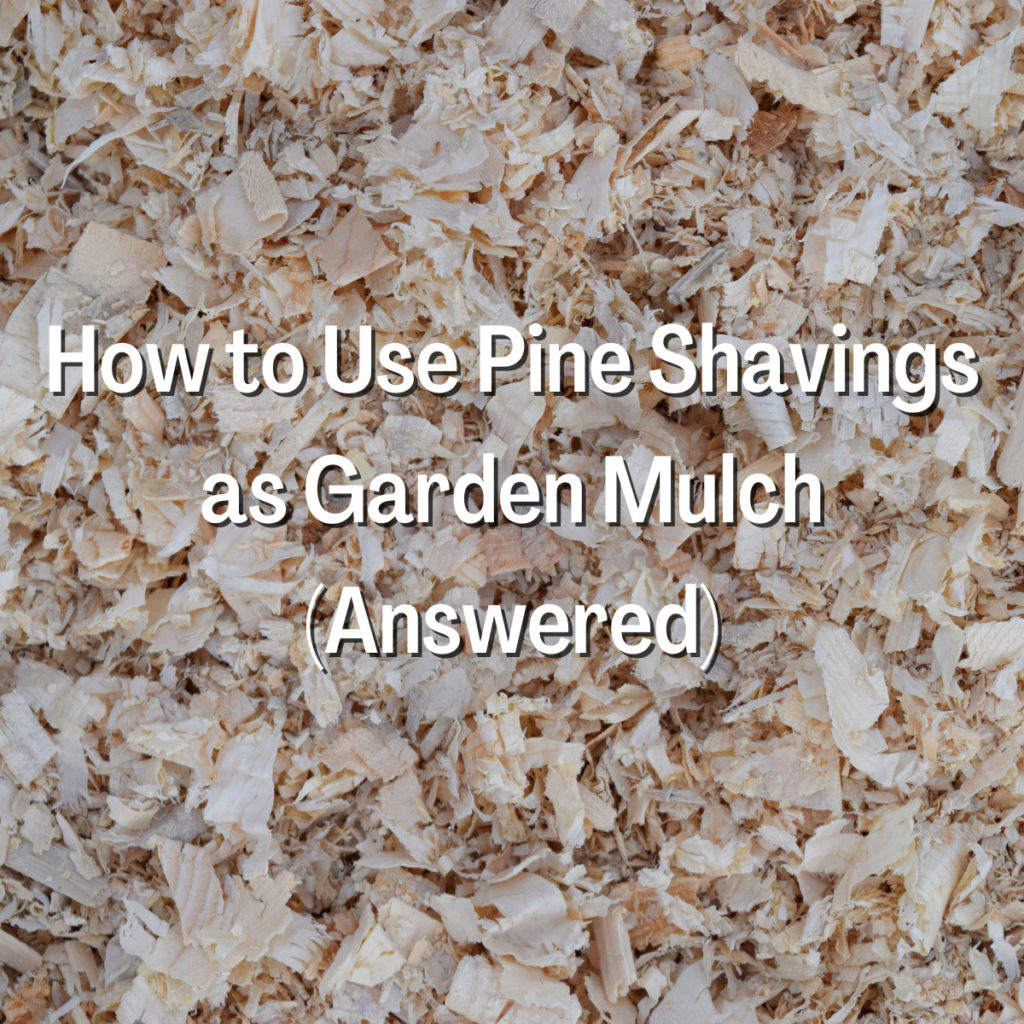 How to Use Pine Shavings as Garden Mulch