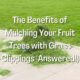 Mulching Your Fruit Trees with Grass Clippings