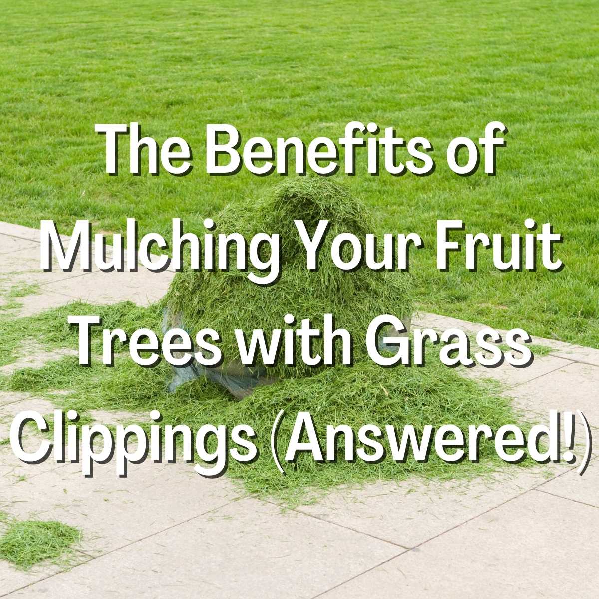 Mulching Your Fruit Trees with Grass Clippings