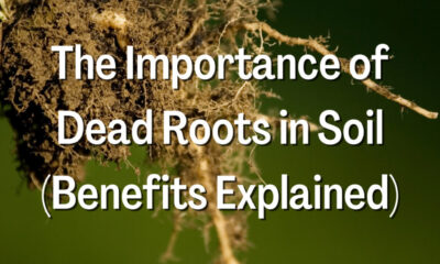 The Importance of Dead Roots in Soil