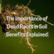 The Importance of Dead Roots in Soil