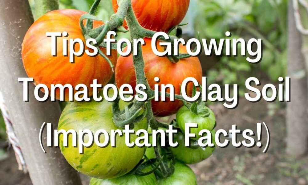Tips for Growing Tomatoes in Clay Soil