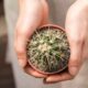 How to Use Cactus Soil for Regular Plants