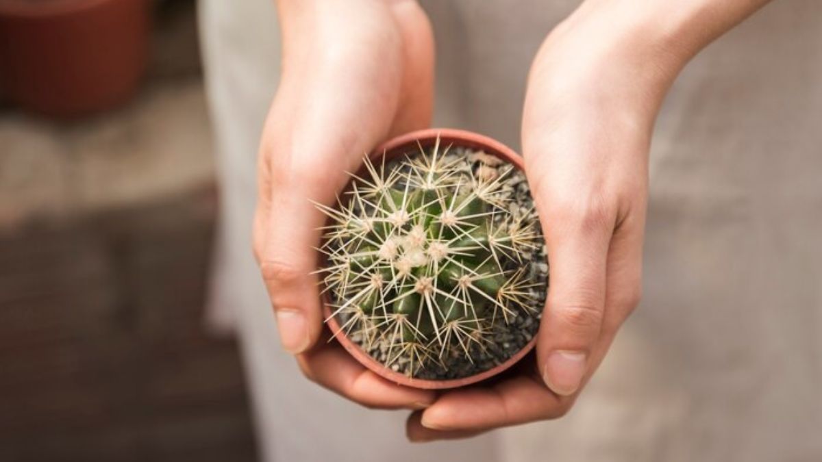 How to Use Cactus Soil for Regular Plants