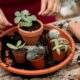 How to Choose the Right Cactus and Orchid Soil
