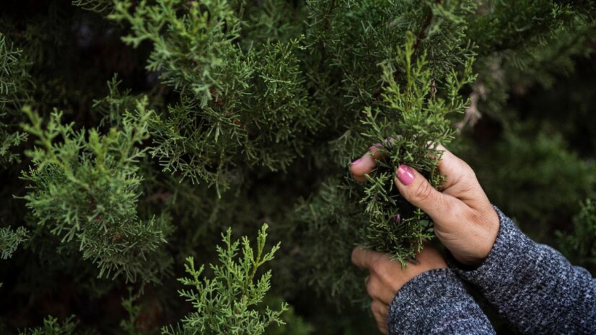 Should You Remove Pine Needles from Under a Tree