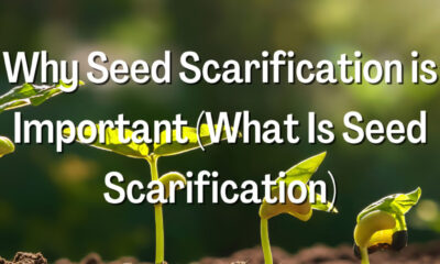 Why Seed Scarification is Important (What Is Seed Scarification)