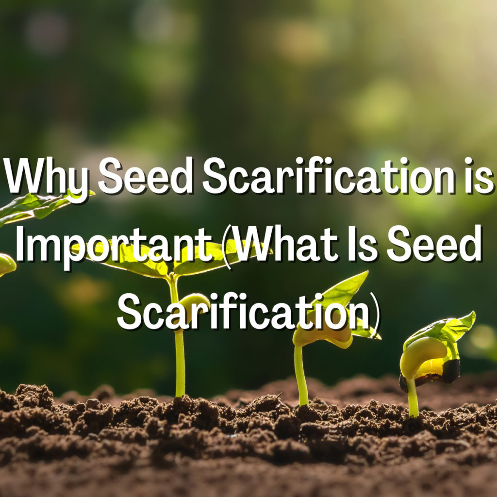Why Seed Scarification is Important (What Is Seed Scarification)
