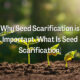 Seed Scarification